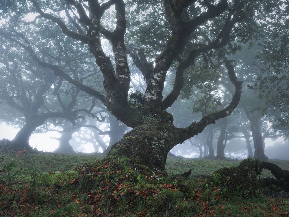 In the deep of misty forest (5)