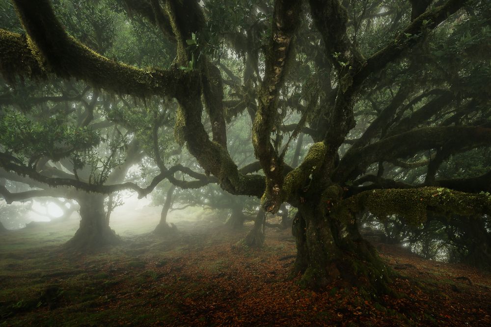 In the deep of misty forest (6)