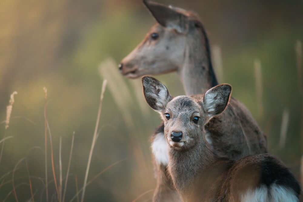 Deer (3)