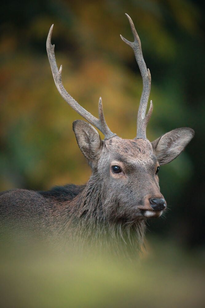 Deer (4)
