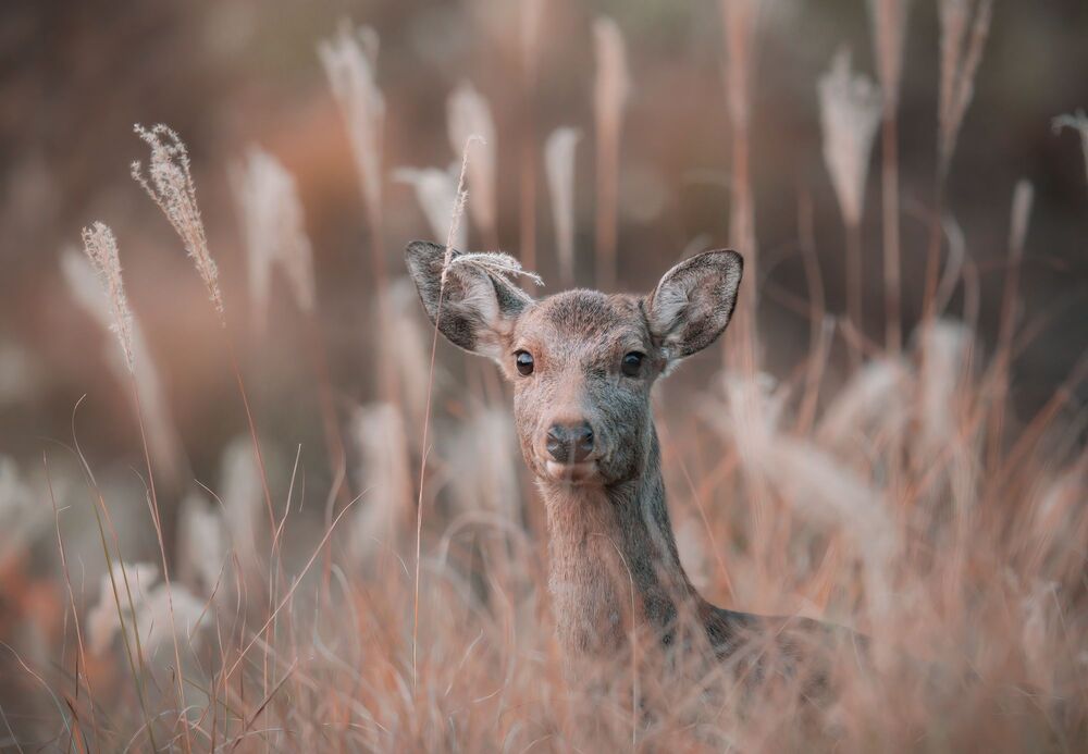 Deer (5)