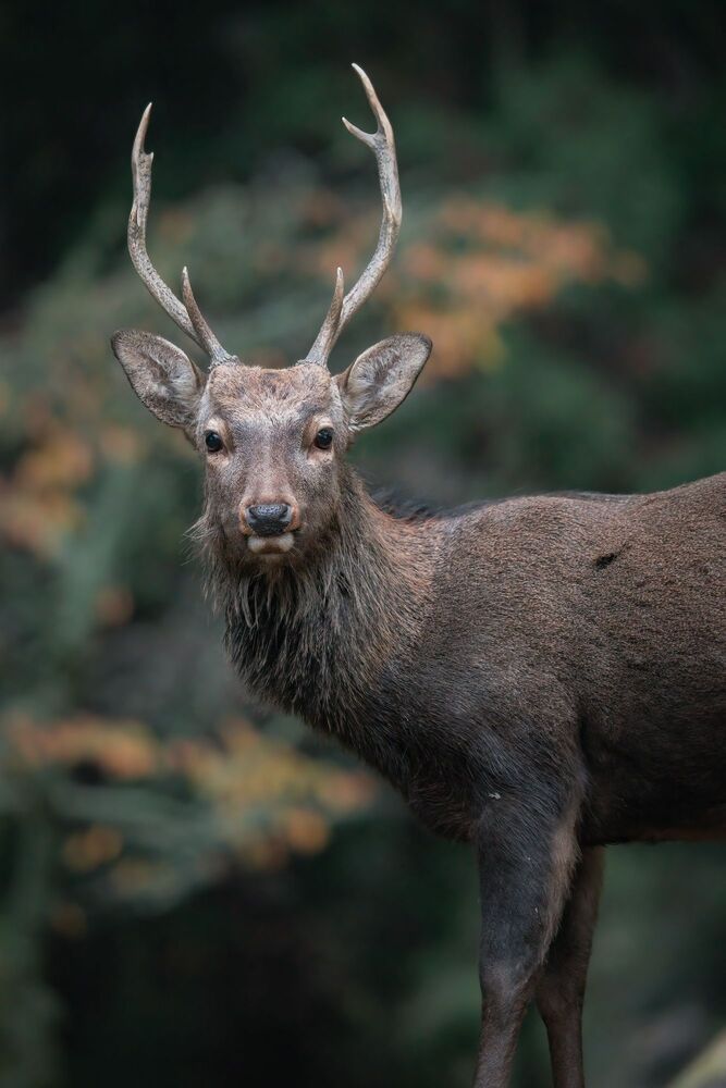 Deer (6)