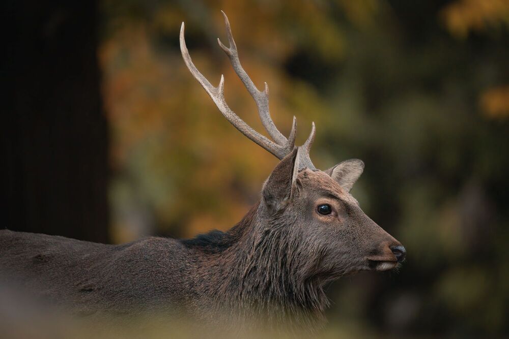 Deer (7)