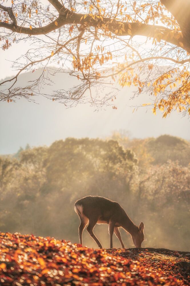 Deer (8)