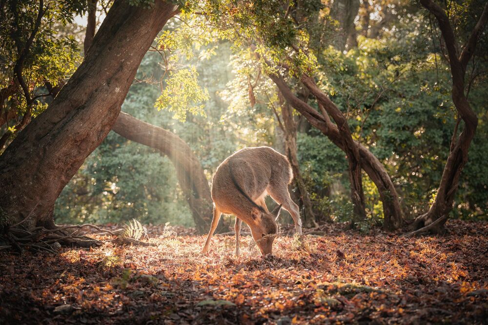 Deer (9)