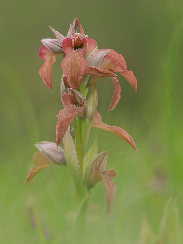 Wild orchids (2)