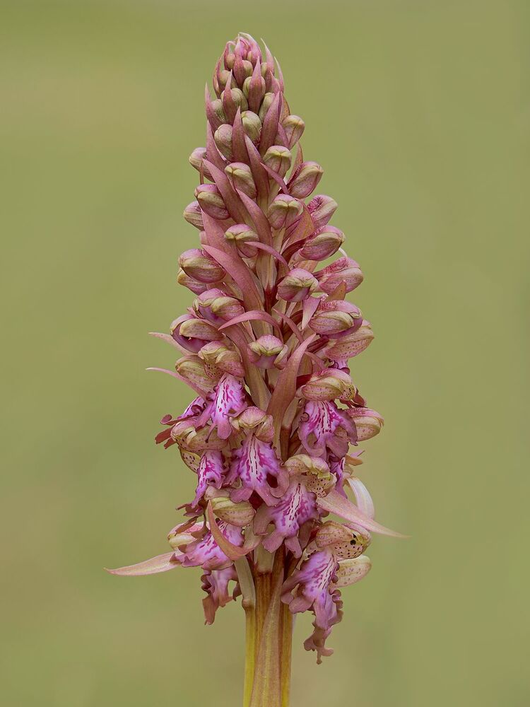 Wild orchids (3)
