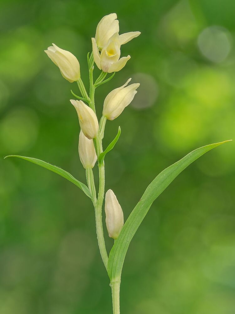 Wild orchids (4)