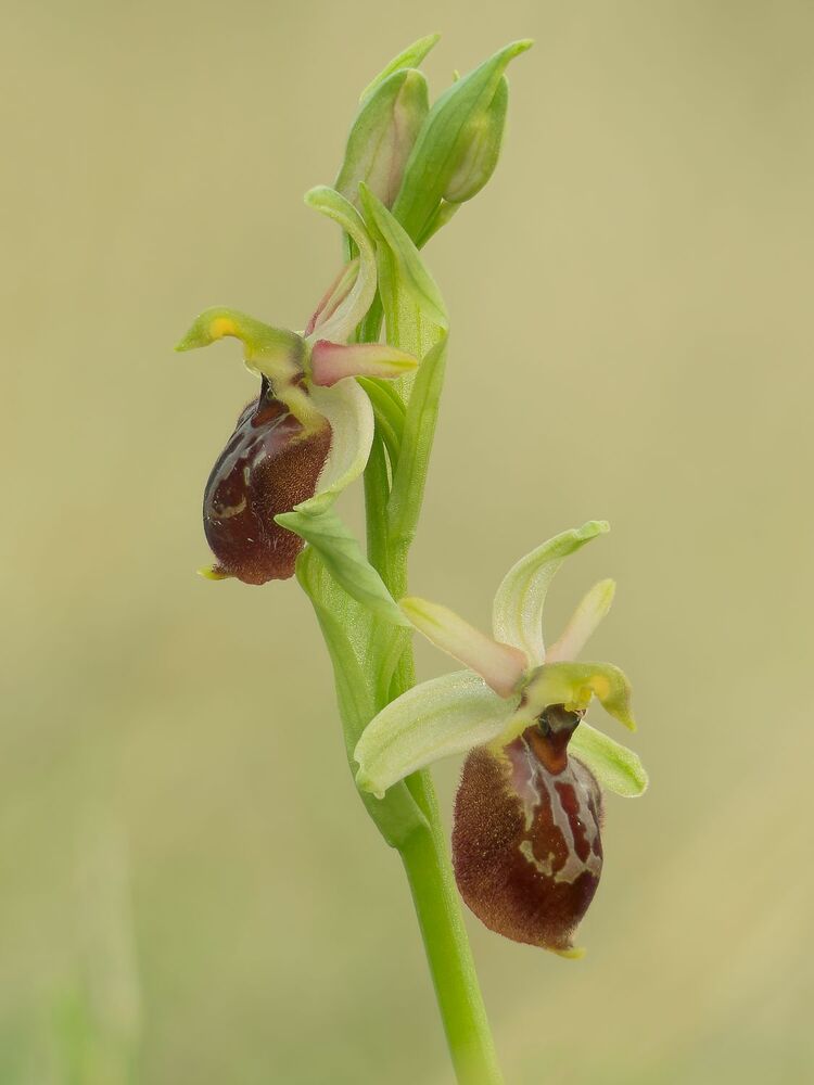 Wild orchids (5)