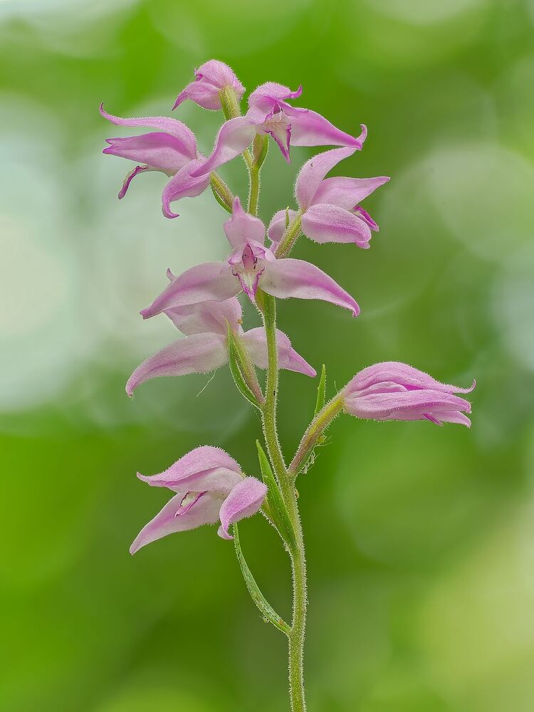 Wild orchids (6)