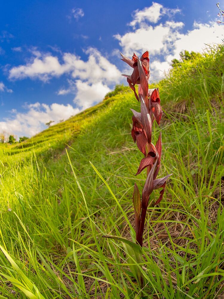 Wild orchids (7)
