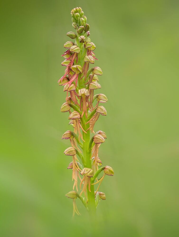 Wild orchids (8)