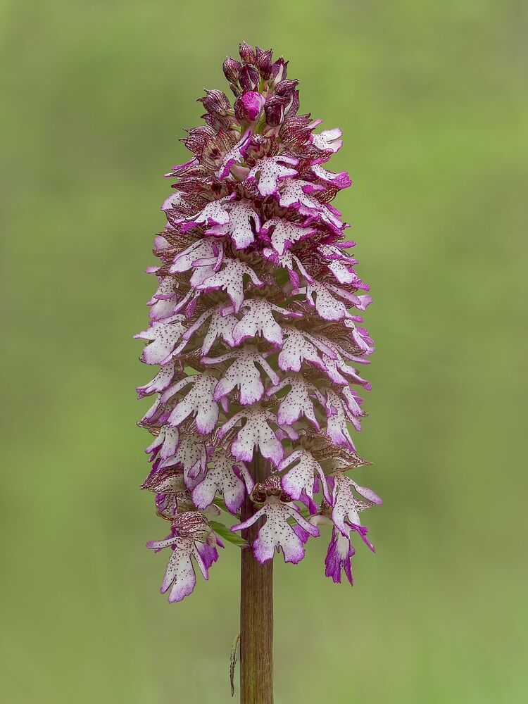 Wild orchids (9)