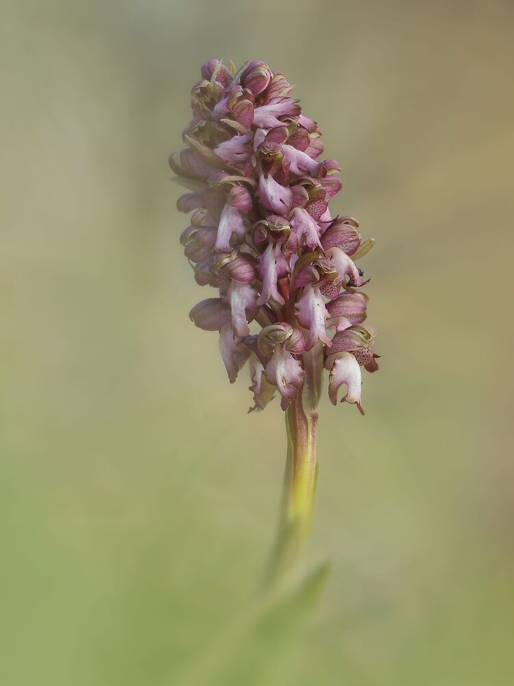 Wild orchids (10)