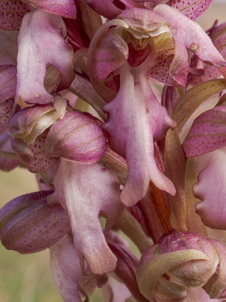 Wild orchids (11)
