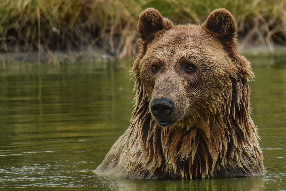bear families (3)