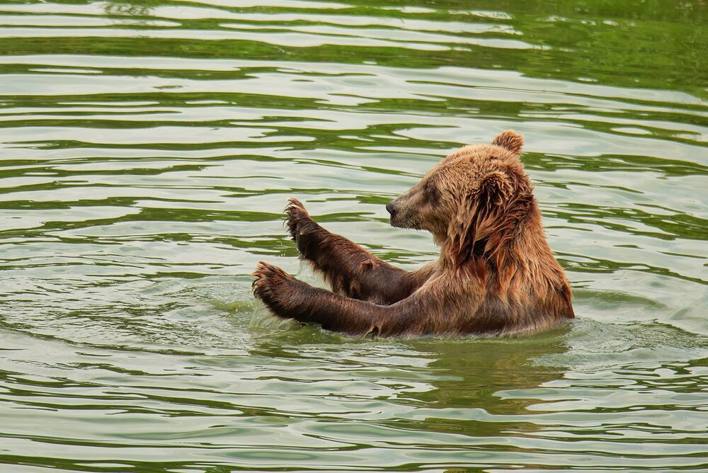 bear families (4)