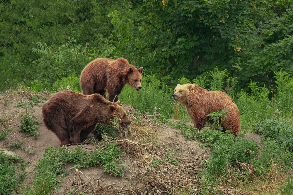 bear families (5)