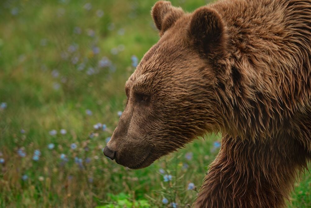 bear families (6)