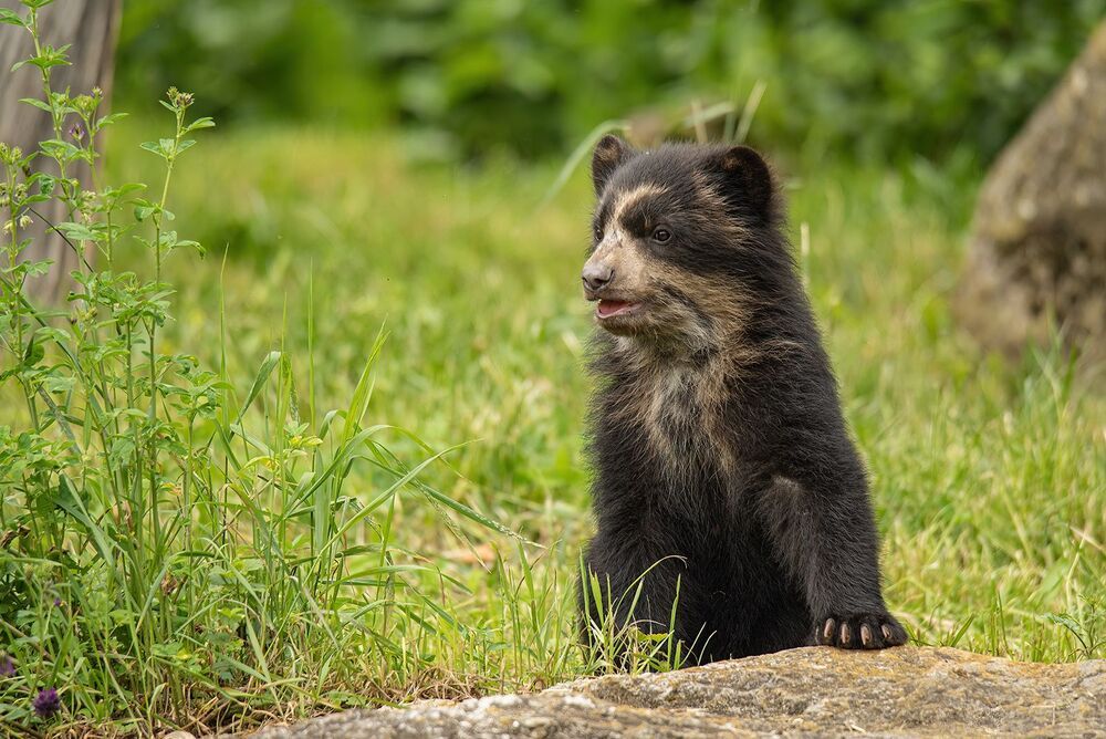 bear families (7)