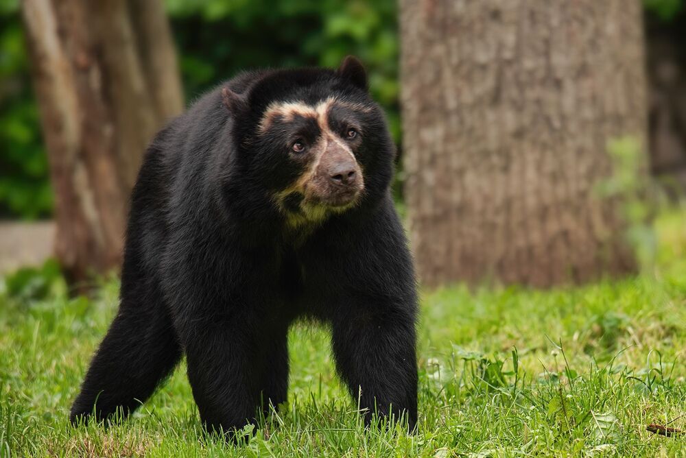 bear families (8)