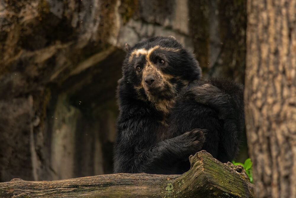 bear families (9)
