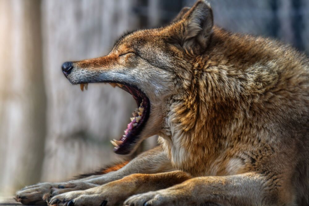 In the wolf pack (2)
