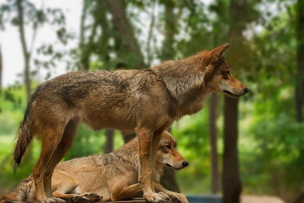 In the wolf pack (3)