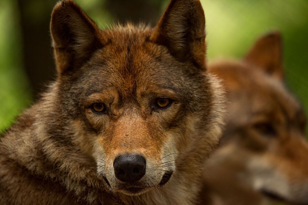 In the wolf pack (4)