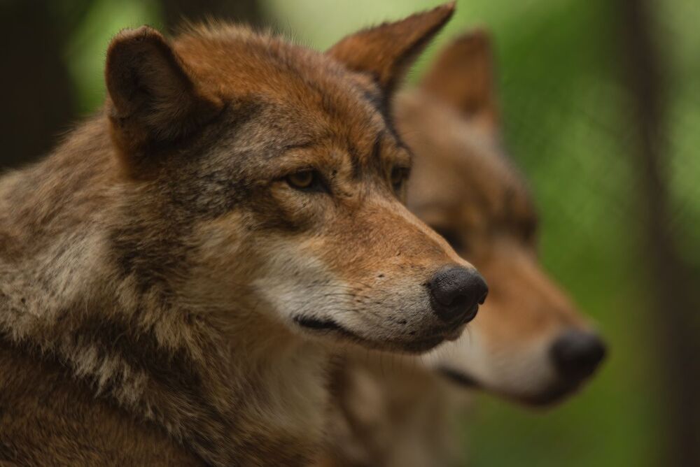 In the wolf pack (5)
