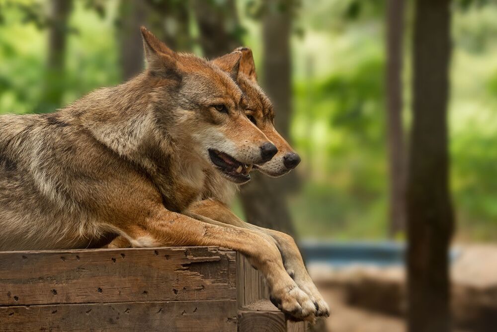 In the wolf pack (6)
