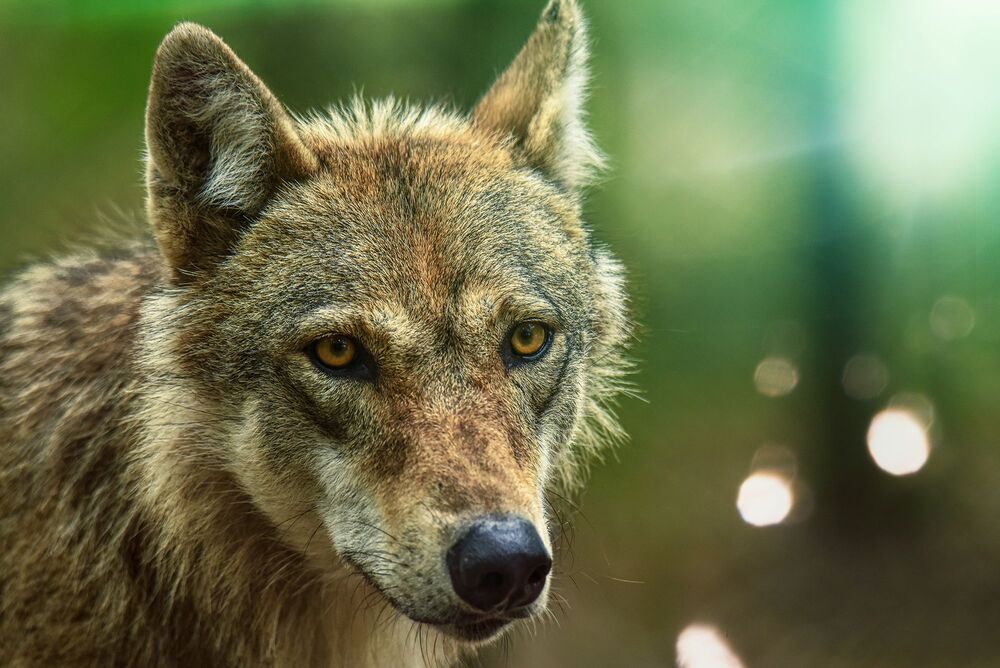 In the wolf pack (7)