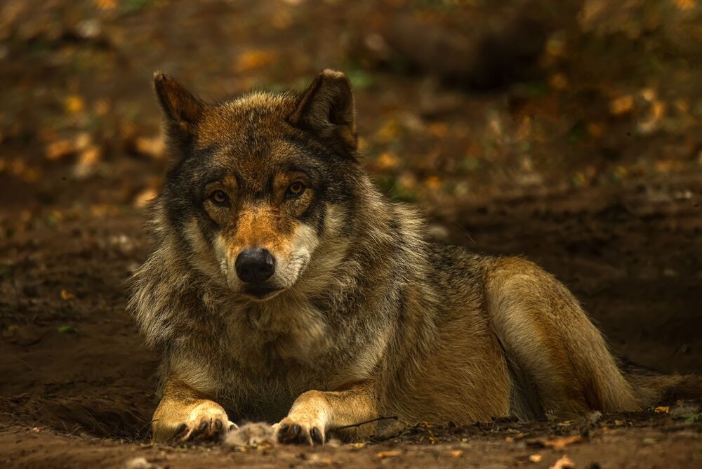 In the wolf pack (8)