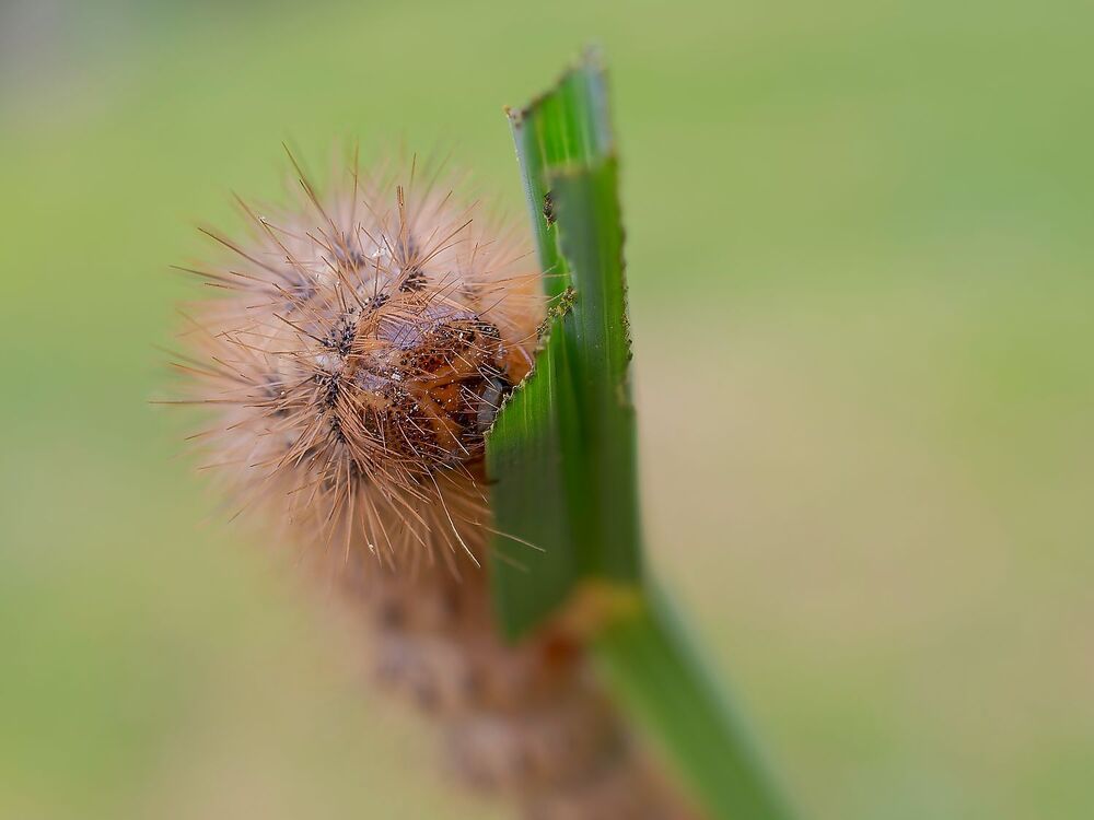 The magic of the microcosm, the caterpillars (3)