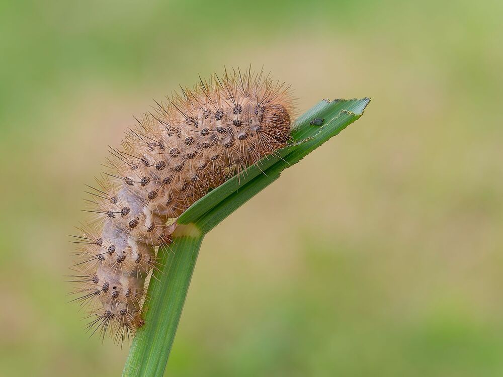 The magic of the microcosm, the caterpillars (4)