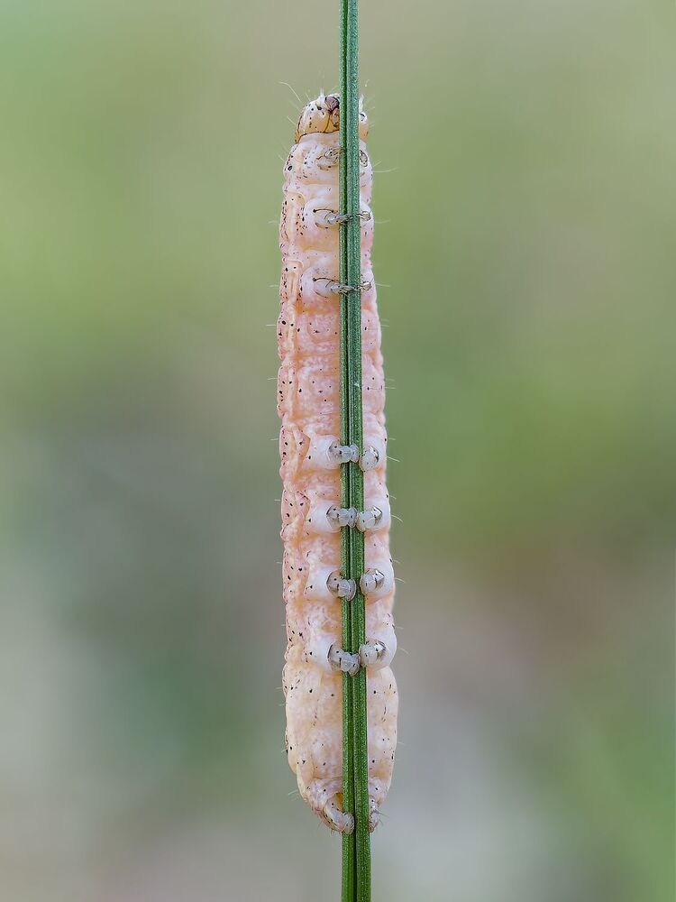 The magic of the microcosm, the caterpillars (5)