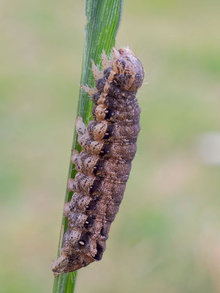 The magic of the microcosm, the caterpillars (6)