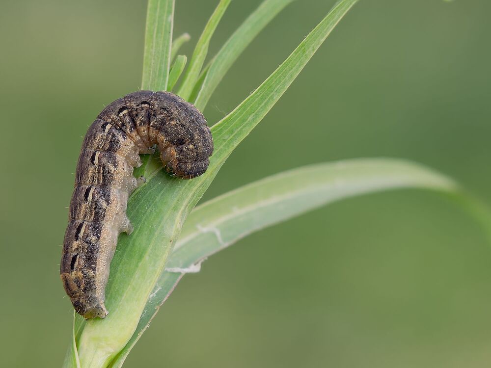 The magic of the microcosm, the caterpillars (7)