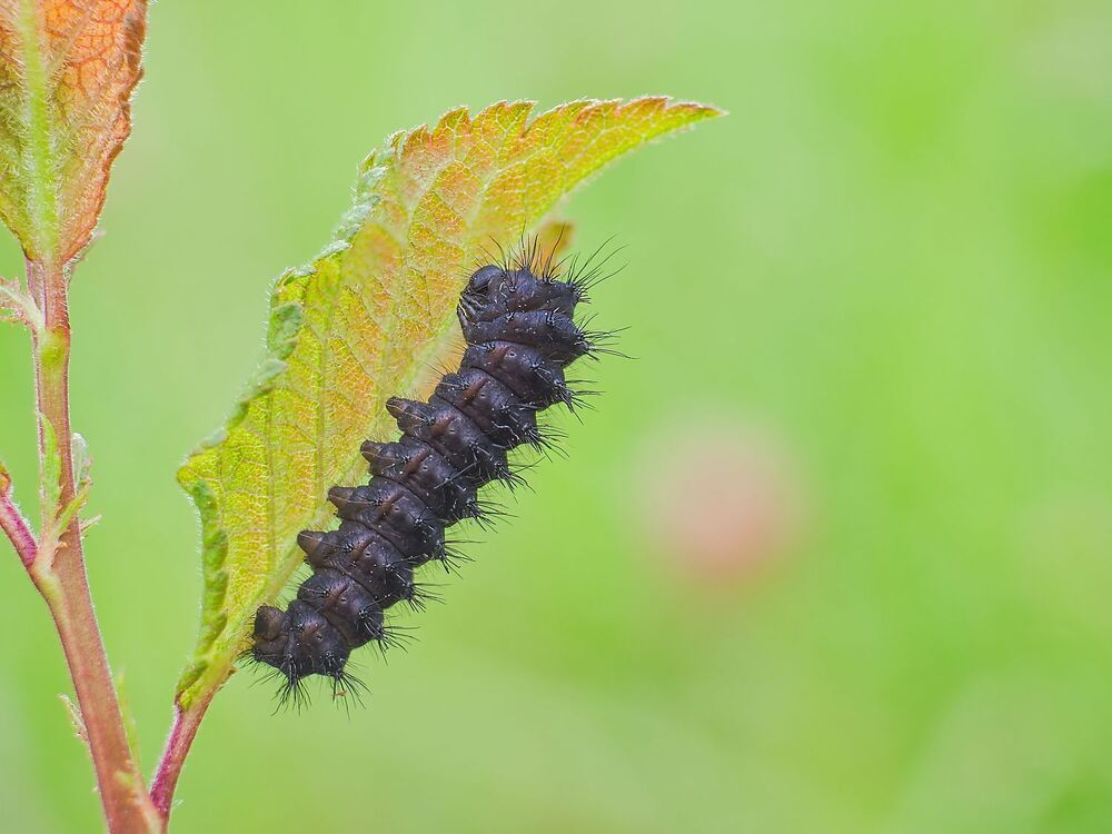 The magic of the microcosm, the caterpillars (8)