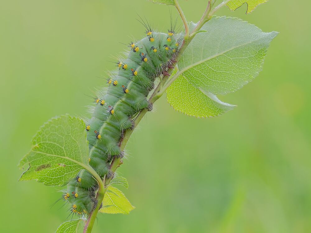 The magic of the microcosm, the caterpillars (9)