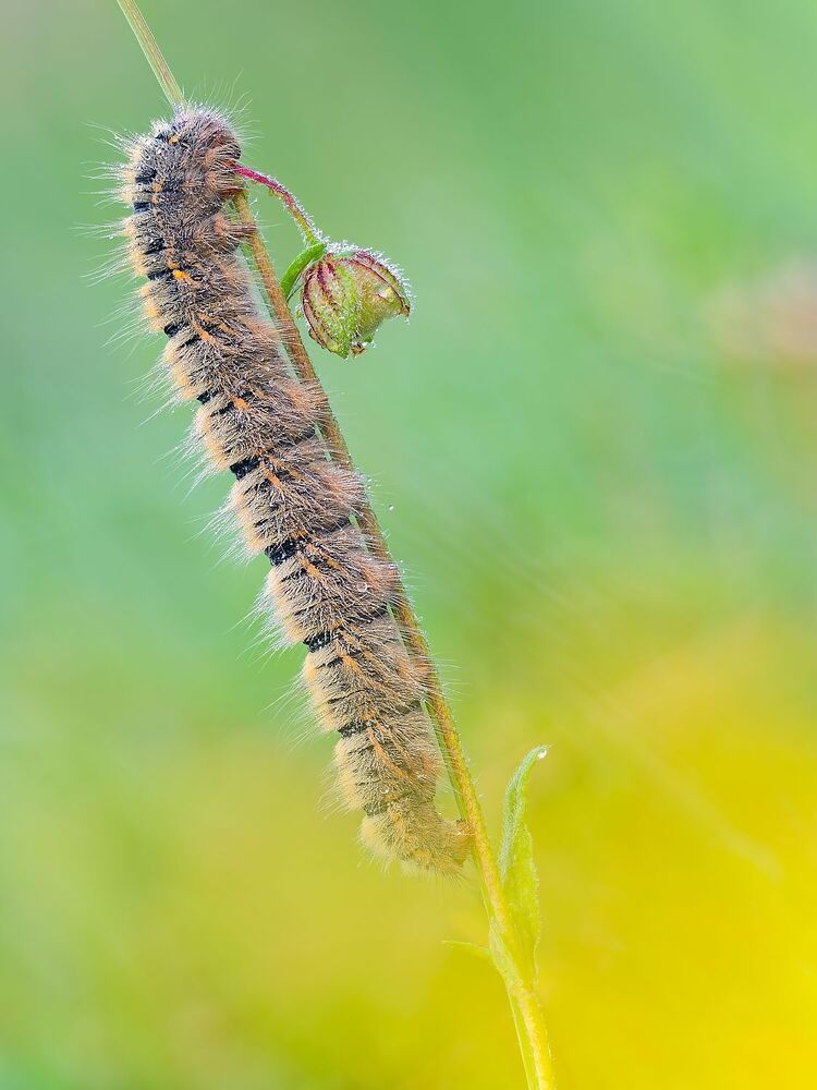 The magic of the microcosm, the caterpillars (10)