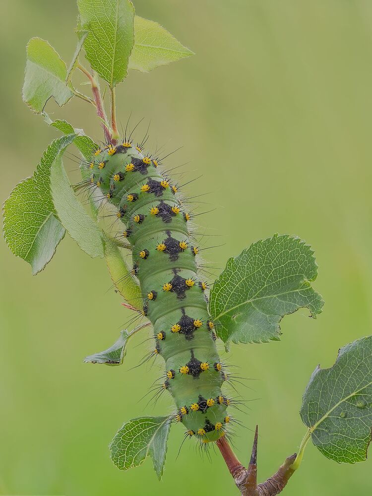 The magic of the microcosm, the caterpillars (11)