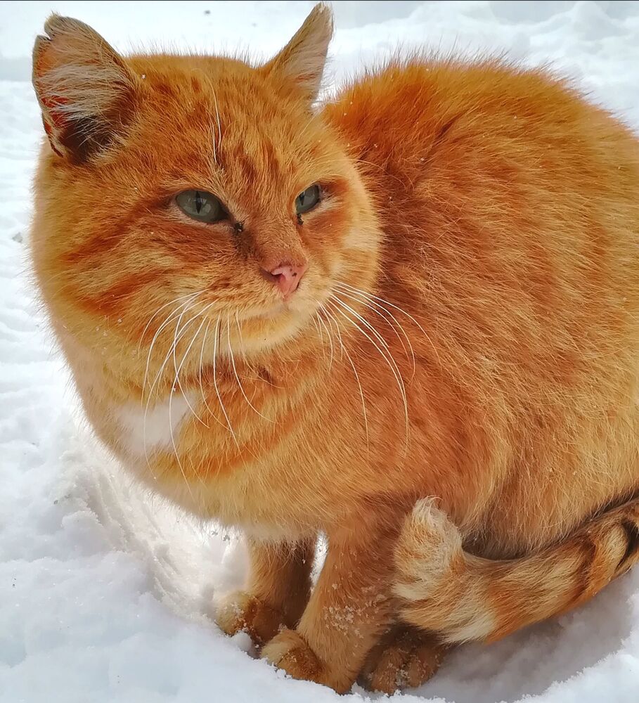 Рыжий кот (2)