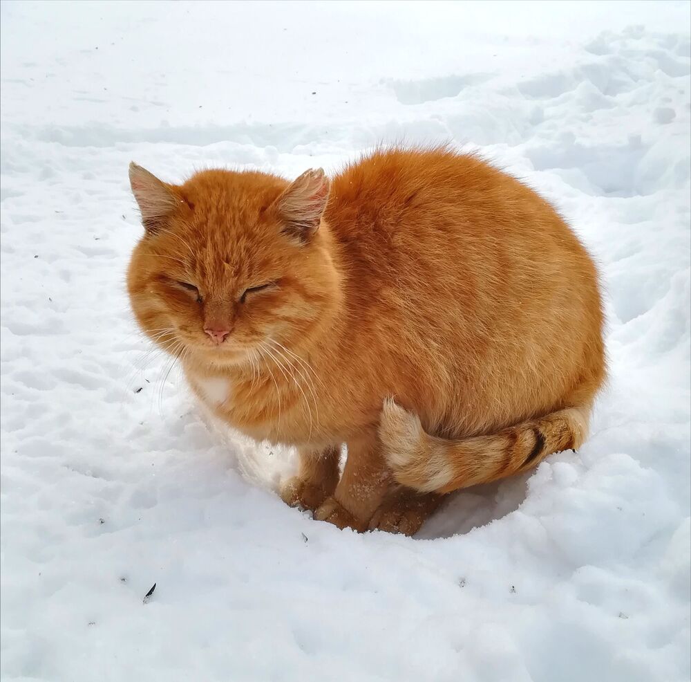 Рыжий кот (3)