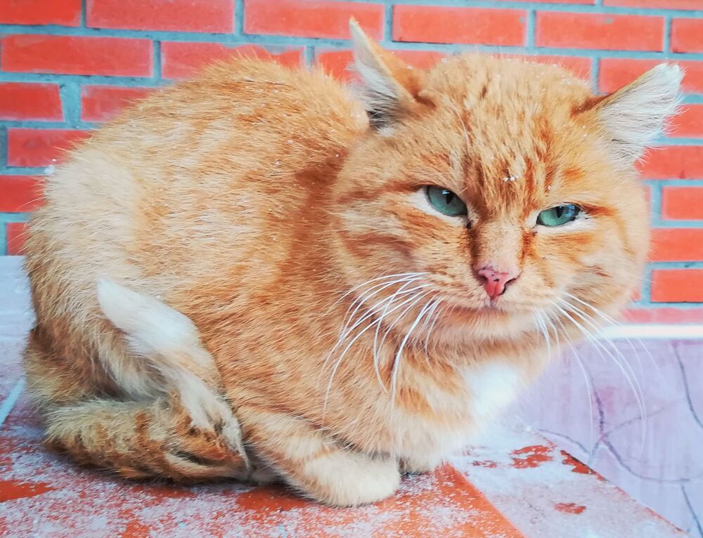 Рыжий кот (6)