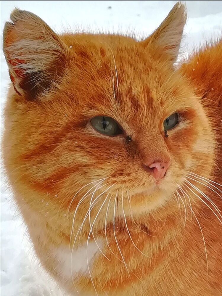 Рыжий кот (7)