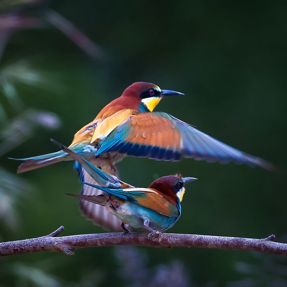 Love is in the air! (2)