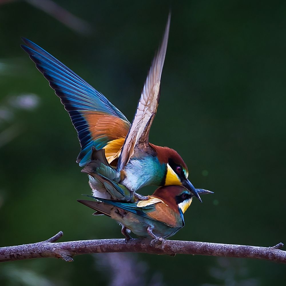 Love is in the air! (3)