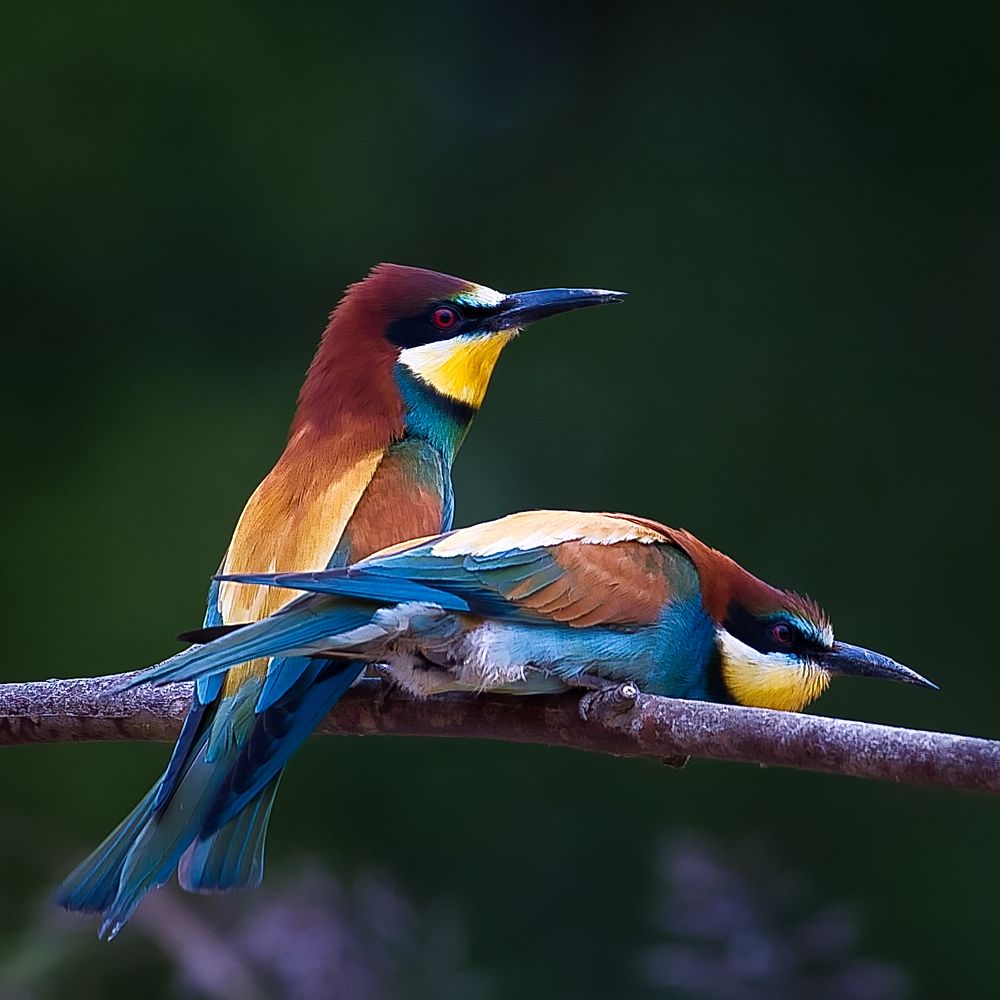 Love is in the air! (4)