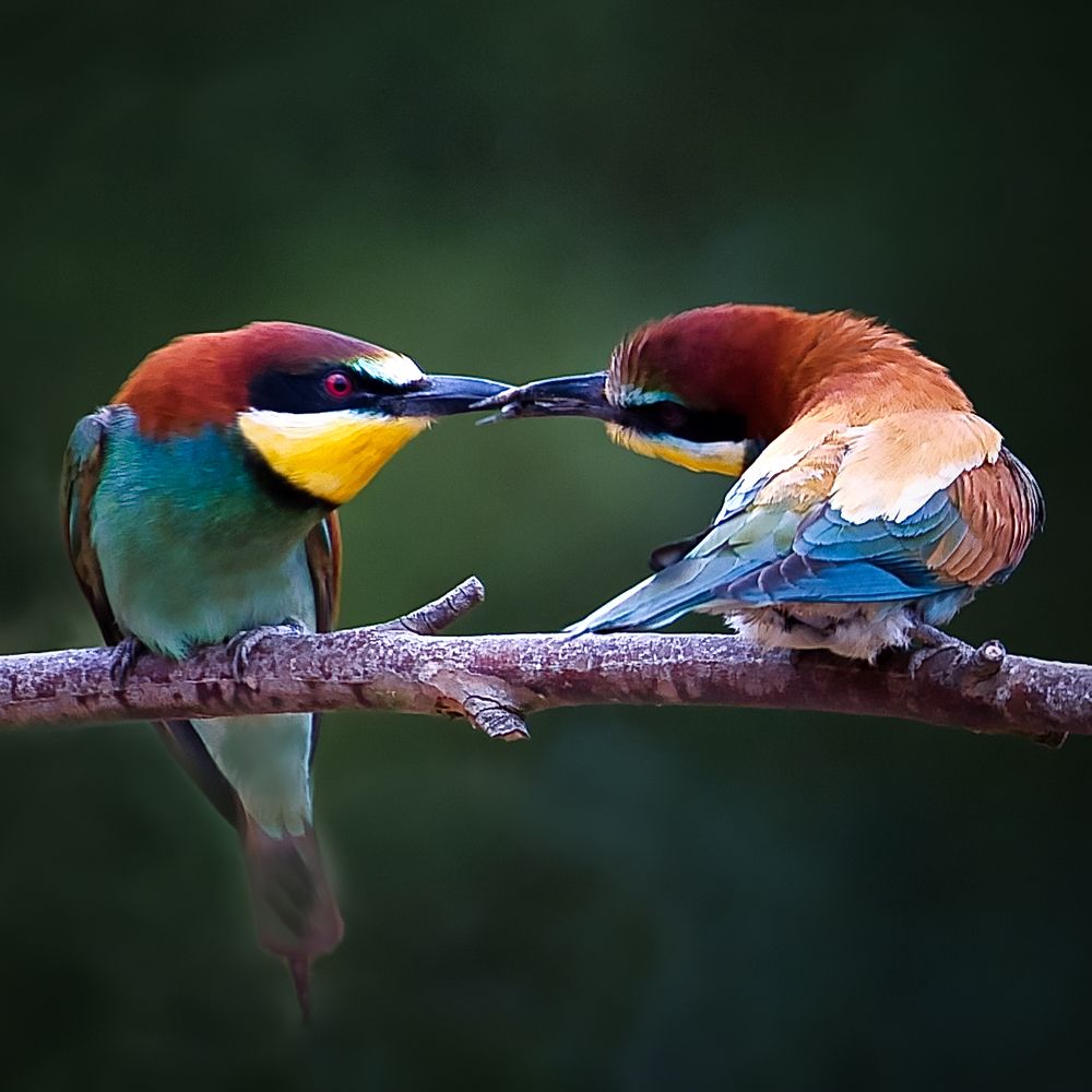 Love is in the air! (5)